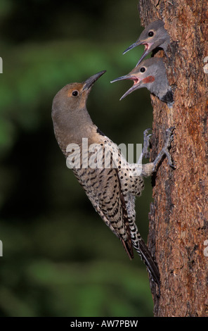 Nördlichen Flackern rot-Achs Weibchen und Jungvögel, Colaptes Auratus am Nesteingang Hohlraum im Kiefer. Stockfoto