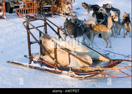 Schlittenhunde in Saariselkä Nordfinnland Stockfoto