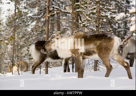 Rentiere auf Nahrungssuche in Nord-Finnland im Winter in der Nähe von Saariselkä Stockfoto