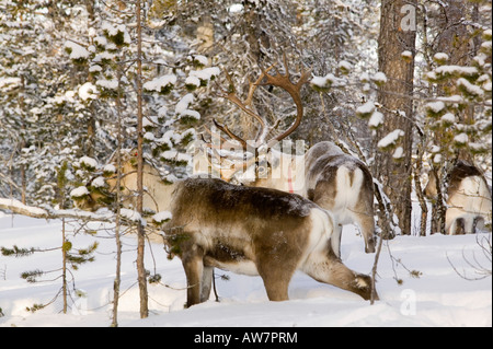 Rentiere auf Nahrungssuche in Nord-Finnland im Winter in der Nähe von Saariselkä Stockfoto