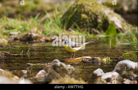 Graue Bachstelze mit Nahrungsmitteln entlang schnell fließenden Bach, UK, Frühling Stockfoto