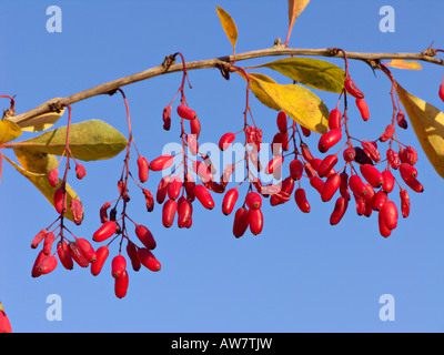 Gemeinsame Berberitze (Berberis vulgaris) Stockfoto