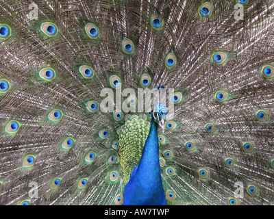 Pfau, der Indien blauen Pfau. Pavo Real. Männlicher Pfau, Pavo cristatus Stockfoto