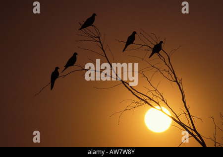 Mourning Dove, Zenaida Macroura, Silhouetten bei Sonnenuntergang. Stockfoto