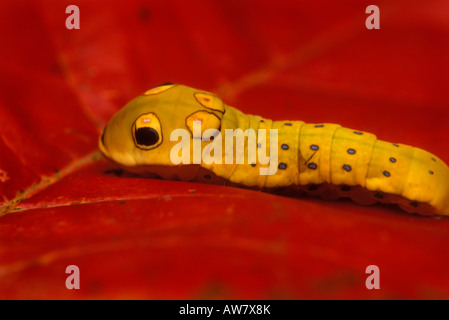 Raupe des Spicebush Schwalbenschwanz Schmetterling (Papilio Troilus), auf roten Blatt Stockfoto