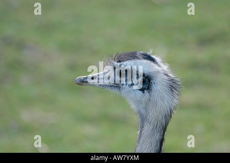 Größere Rhea Stockfoto