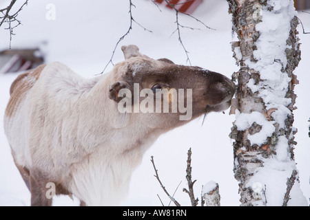 Rentiere auf Nahrungssuche in einem Garten in Saariselkä Nordfinnland Stockfoto