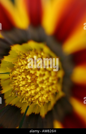 Gazania Tiger Stripes Wildblumenunschärfe verschwommener Hintergrund über dem Kopf von oben Nahaufnahme Niemand vertikale Hi-res Stockfoto