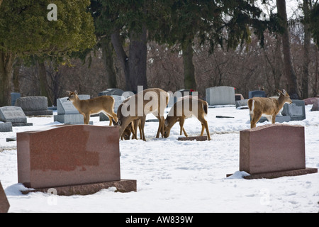 Hirsche auf der Suche nach Nahrung auf dem Friedhof Tiere Weissagelkraut Rehhirsch Herdengräber in den USA Hi-res Stockfoto