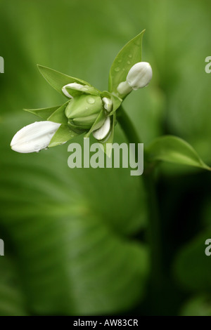 Weiß Hosta Sieboldiana elegant eine Blume mit den Knospen über den oben stehenden Bildern Fotos sehr hochauflösendes vertikales Format in den USA Hi-res Stockfoto