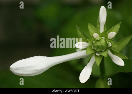 Weiß Hosta Sieboldiana elegant eine Blume mit den Knospen über den Kopf Bilder große hohe Auflösung horizontal in den USA USA Hi-res Stockfoto