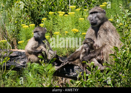 Chacma Pavian Familie ruht in Südafrika Stockfoto