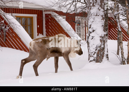 Rentiere auf Nahrungssuche in einem Garten in Saariselkä Nordfinnland Stockfoto