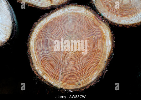 Endansicht aus gestapelten Baumstämmen mit Baum-Ring-detail Stockfoto