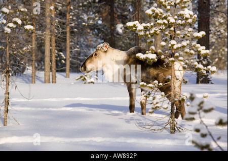 Rentiere auf Nahrungssuche in Nord-Finnland im Winter in der Nähe von Saariselkä Stockfoto