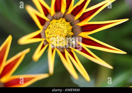 Gazania Tiger Stripes mit Gurkenkäfer Insekt auf einer wilden Blumen unscharf Hintergrund über der Decke von oben nah oben niemand horizontal Hi-res Stockfoto