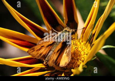 Gazania Tiger Stripes mit Gurkenkäfer-Insekten auf einer Wildblumenunschärfe verschwommener Hintergrund über dem Kopf von oben Nahaufnahme niemand horizontal Hi-res Stockfoto