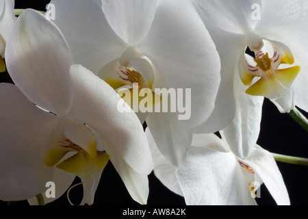 Phalaenopsis-Orchideen auf schwarzem Hintergrund, Nahaufnahme Stockfoto