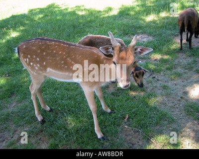 Junges Reh Antilope Bambi Ziege Bauernhof Landwirtschaft Stockfoto