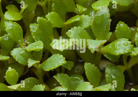 Extreme Makro Nahaufnahme von jungen Kalanchoe Pflänzchen, getrennt von den Eltern ab, Fuß zu fassen Stockfoto