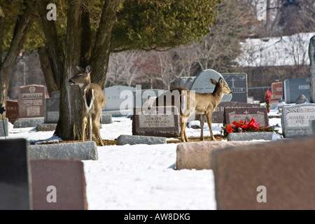 Zwei Weißwedelhirsche, die Roe Deer Whitetail in der Schneewelt auf dem Winterfriedhof vhorizontal in den USA hochauflösende Wildtiere beobachten Stockfoto