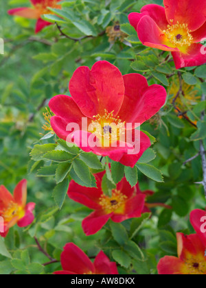 Österreichische Kupfer briar (Rosa foetida 'muscosa') Stockfoto