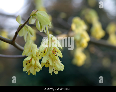 Buttercup winter Hazel (corylopsis pauciflora) Stockfoto