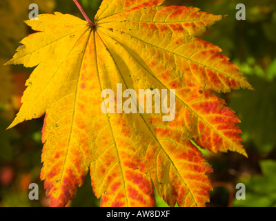 Acer Japonicum Vitifolium "Full Moon Ahorn" Sorte Blatt nationalen japanischen Ahorn Kollektion Seide Holz Westonbirt UK Stockfoto