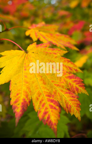 Acer Japonicum Vitifolium "Full Moon Ahorn" Sorte Blatt nationalen japanischen Ahorn Kollektion Seide Holz Westonbirt UK Stockfoto