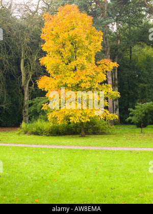 Carya Ovata oder Shagbark Hickory volle Herbstfärbung Farbe Seide Holz Westonbirt Tetbury Gloucestershire UK Stockfoto