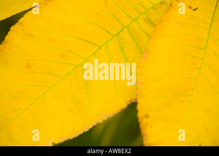 Carya Ovata oder Shagbark Hickory volle Herbstfärbung Farbe Seide Holz Westonbirt Tetbury Gloucestershire UK Stockfoto