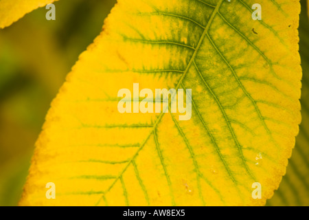 Carya Ovata oder Shagbark Hickory volle Herbstfärbung Farbe Seide Holz Westonbirt Tetbury Gloucestershire UK Stockfoto
