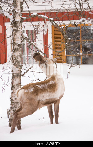 Rentiere auf Nahrungssuche in einem Garten in Saariselkä Nordfinnland Stockfoto