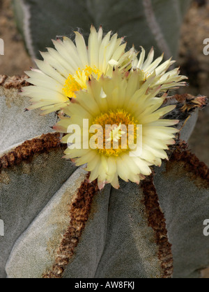 Bishop's Cap Kaktus (Astrophytum myriostigma var. strongylogonum) Stockfoto