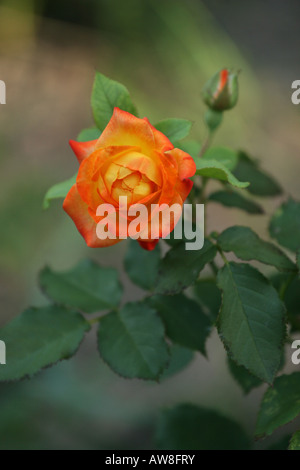 Einzelne orangene Rosenblüte mit einer Knospe im Garten verschwimmen Hintergrund von oben niemand nähert sich vertikal in den USA Hi-res Stockfoto