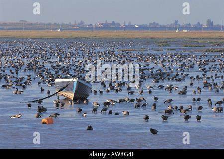 Brent Gänse Branta Bernicla Winter Herde Fütterung im Wattenmeer der Themsemündung Leigh auf Meer Essex England Stockfoto