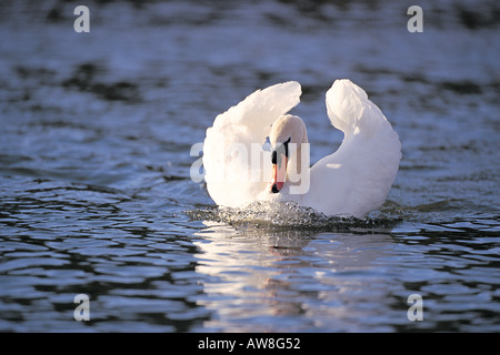 Höckerschwan Cygnus Olor Frühling erwachsenen männlichen Straßenmusik oder Bedrohung anzeigen Stockfoto