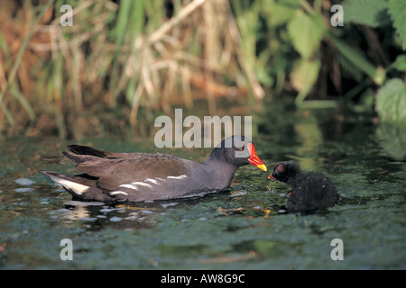 Moorhen Gallinula Chloropus Erwachsenen Fütterung Küken Bedfordshire England Stockfoto