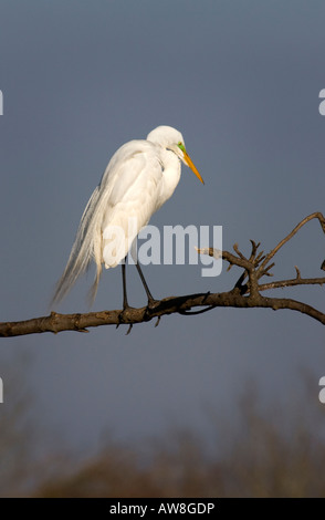 Silberreiher, Ardea Alba, hocken auf einem Ast Stockfoto