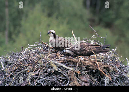 Fischadler Pandion Haliaetus Erwachsenen paar am Nest oder Horst Fütterung Küken Ross-Shire-Schottland Stockfoto