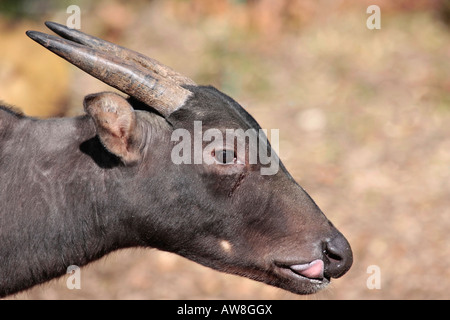 Flachland-Anoas Bubalus depressicornis Stockfoto