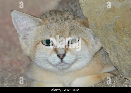 Porträt einer arabischen Sandkatze (Felis margarita), die aus dem Felsen heraustritt Stockfoto