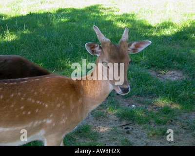 Junges Reh Antilope Bambi Ziege Bauernhof Landwirtschaft Stockfoto