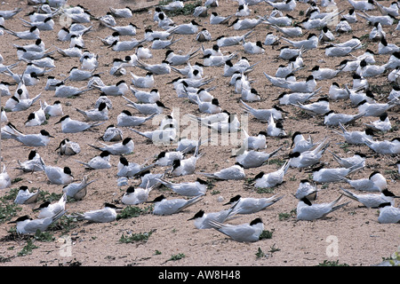 Sandwich-Seeschwalben Sterna Sandvicensis Brutkolonie. Northumberland, England Stockfoto