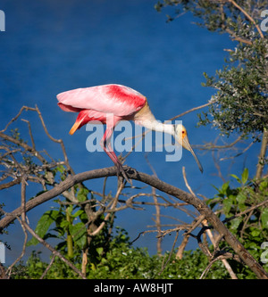 Rosige Löffler, Platalea ajaja Stockfoto