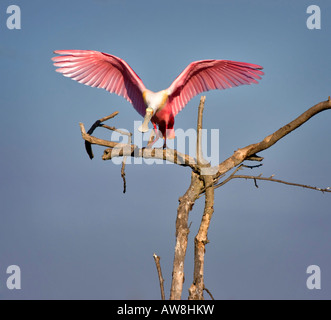 Rosige Löffler, Platalea ajaja Stockfoto