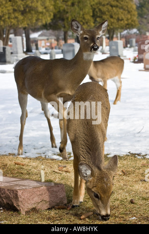 Eine Herde von Weißschwanzhirschen Roe Roe Roe Roe Roe Roe Whitetail der Winter verschneite Friedhof Bilder Bilder Fotos sehr hochauflösendes vertikales Format in den USA Hi-res Stockfoto