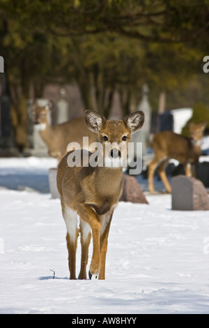 Herde von Weißwedelhirschen, die Rotwild Whitetail in der Schneewelt auf dem vertikalen Winterfriedhof in den USA beobachten Stockfoto