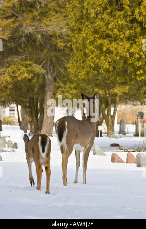Zwei Weißwedelhirsche schaut Roe Deer Whitetail in der Schneewelt auf dem Winterfriedhof verschwimmen Hintergrund vertikal in den USA hochauflösende US-amerikanische Stockfoto
