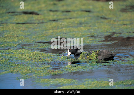 Gemeinsamen Blässhuhn Fulica Atra Erwachsene ernähren sich von Wasserpflanzen Unkraut Norfolk England UK Stockfoto